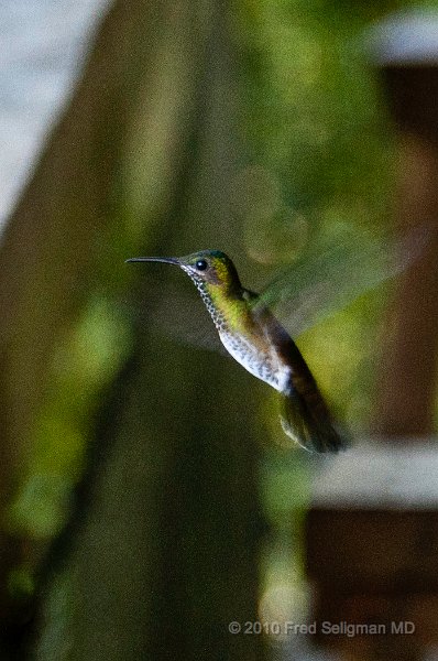 20101204_092231 D300.jpg - Soberania National Park